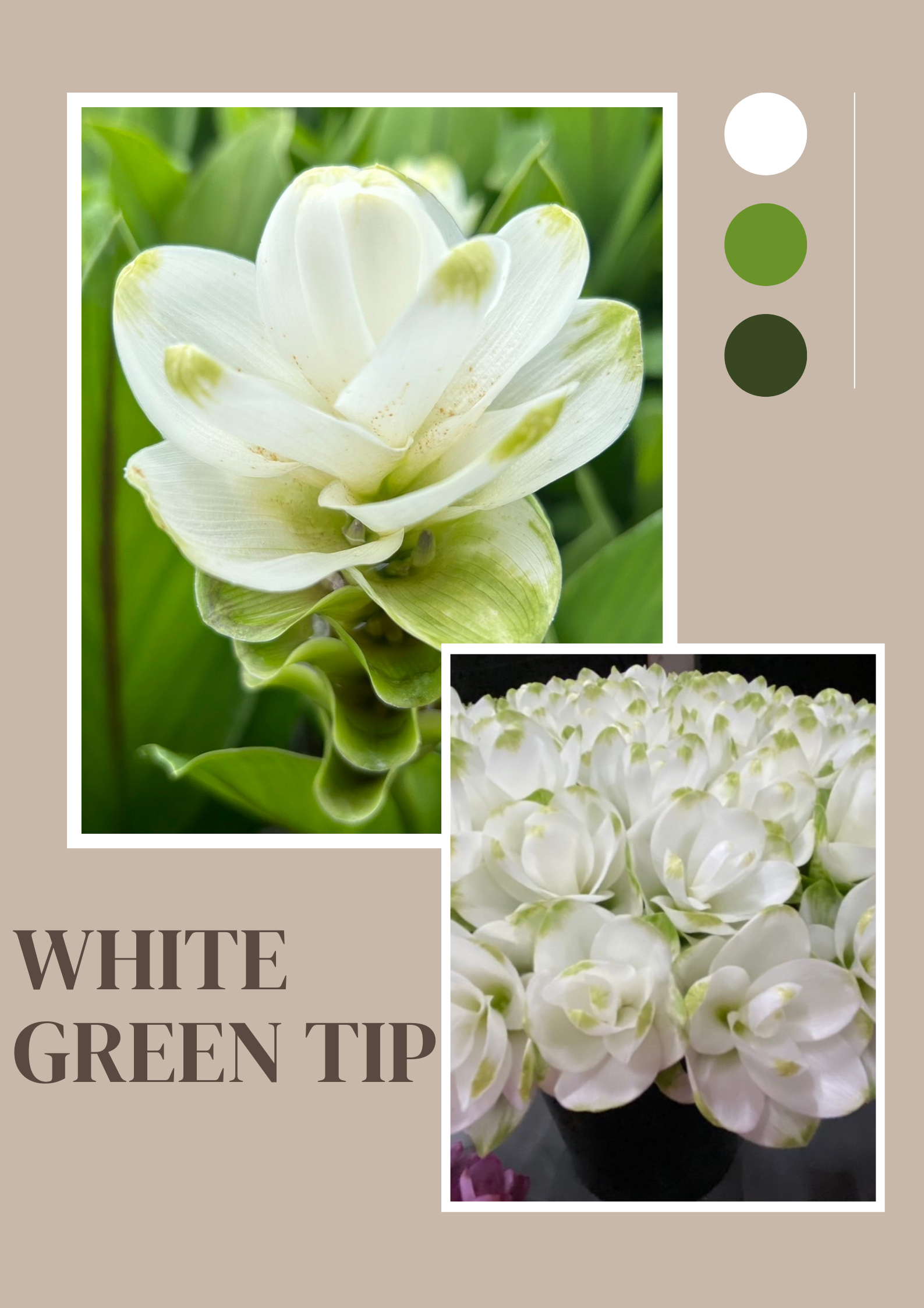 Siam Tulip (Curcuma) image